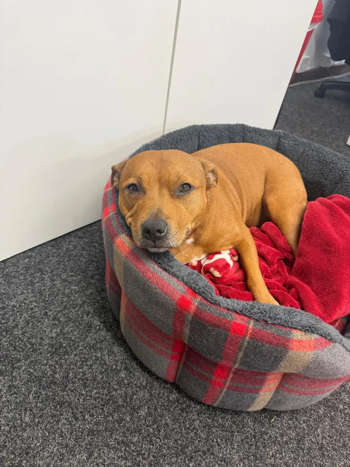 Ruby curled up in her tartan bed in the office